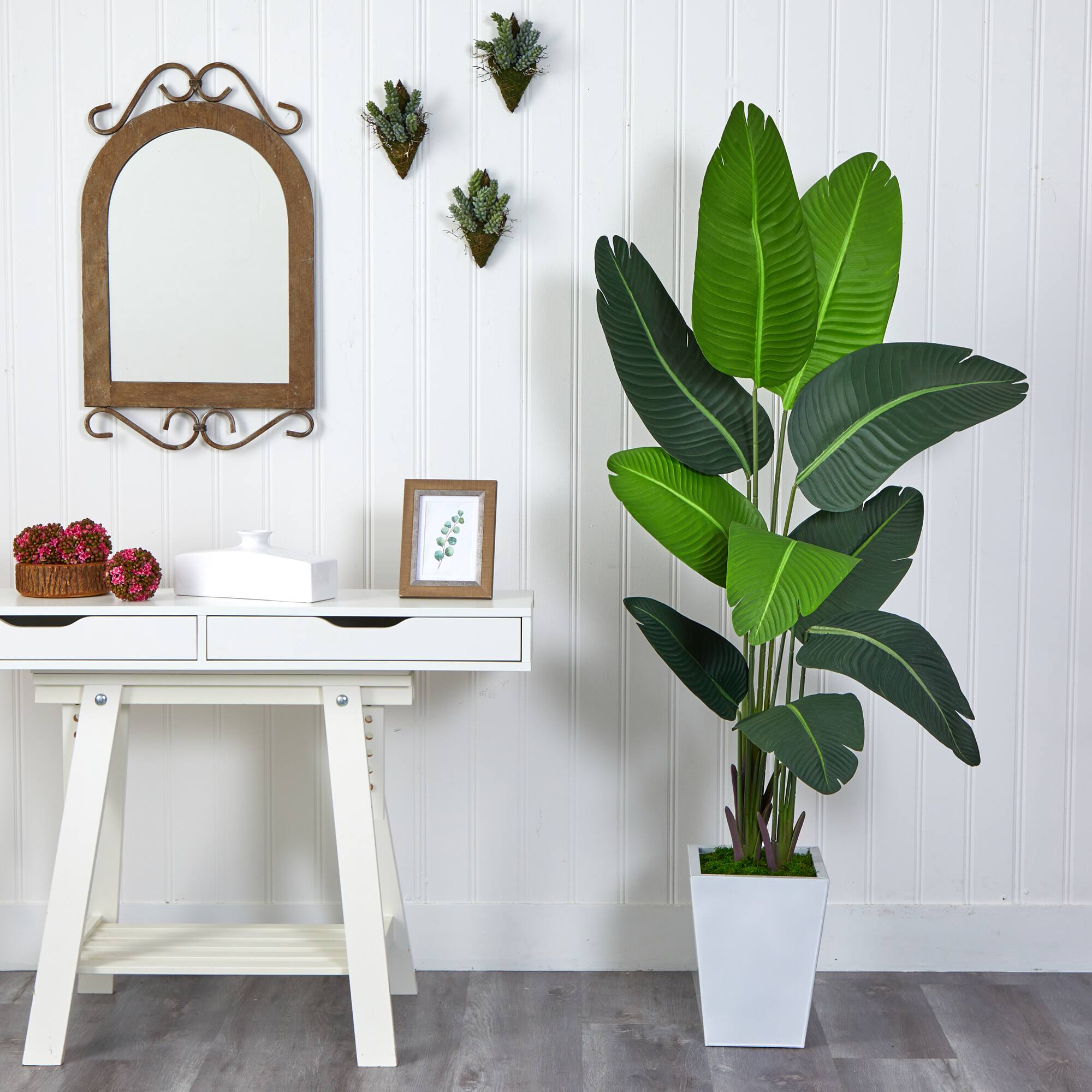 5.5ft. Travelers Palm Tree in White Metal Planter
